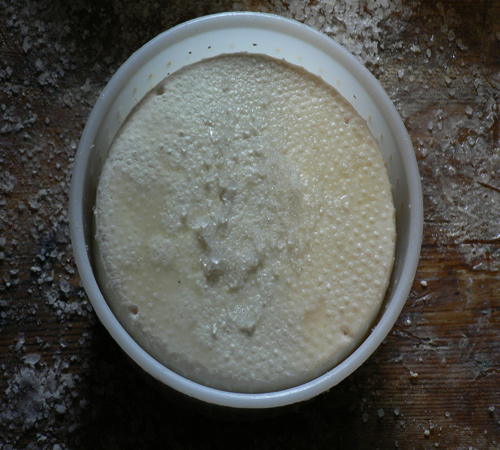 "Forma di Pecorino di un giorno in Salatura"
